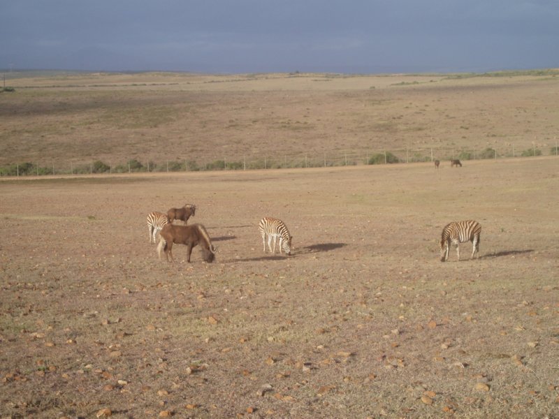 KeHa_in_South_Africa - 202